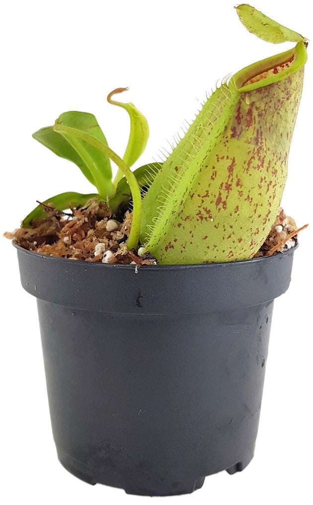 Nepenthes spathulata x ampullaria BE-3881