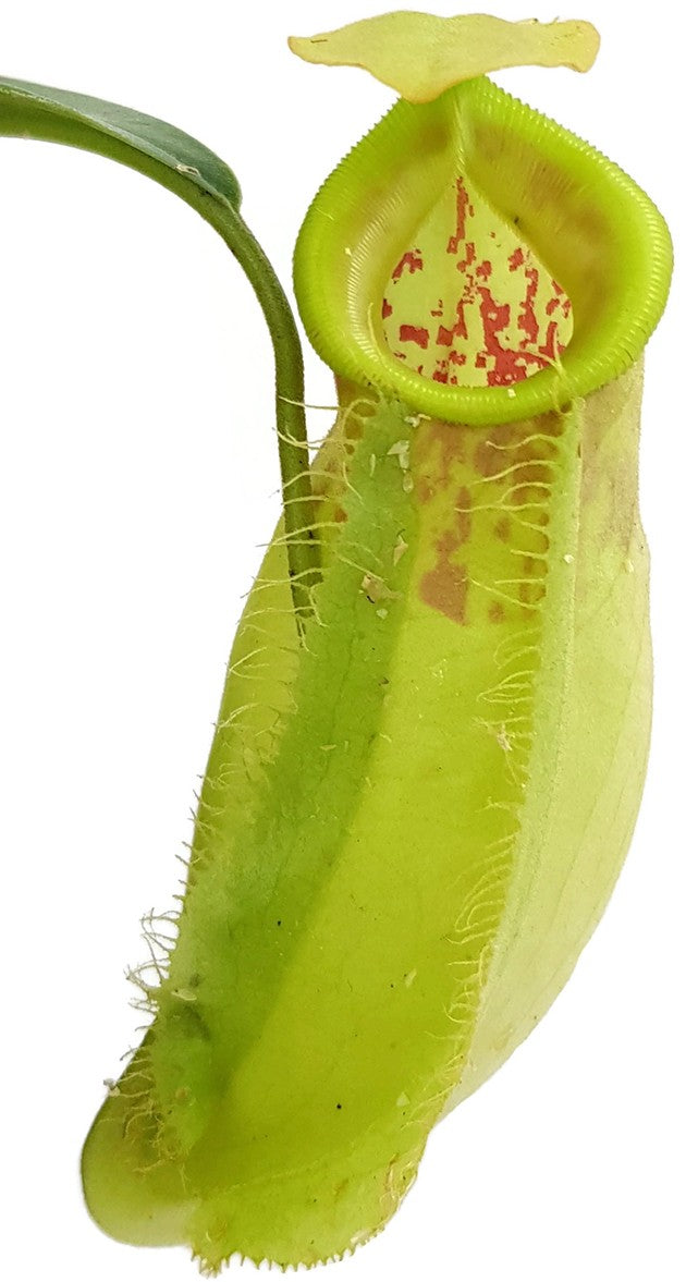 Nepenthes spathulata x ampullaria BE-4050