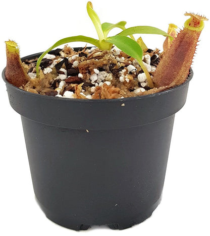 Nepenthes spathulata x (burbidgeae x edwardsiana) BE-3978