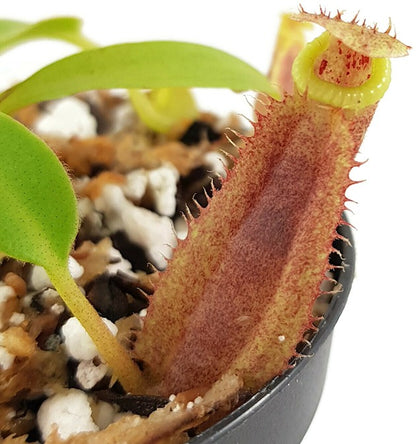 Nepenthes spathulata x (burbidgeae x edwardsiana) BE-3978