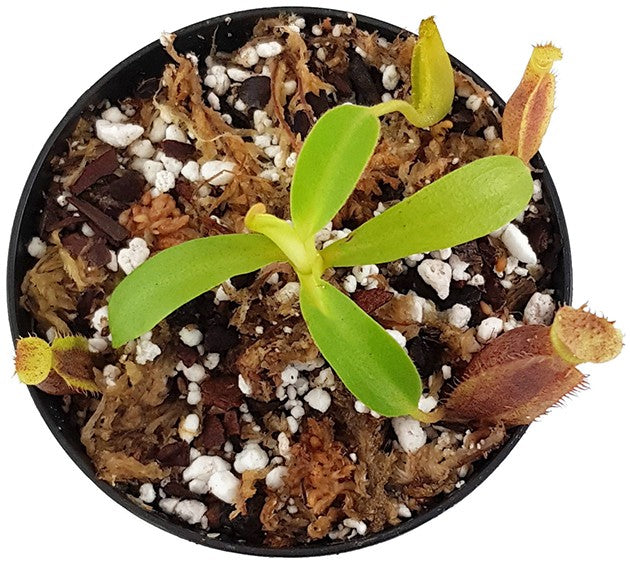 Nepenthes spathulata x (burbidgeae x edwardsiana) BE-3978