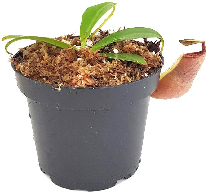 Nepenthes spathulata x campanulata BE-3796