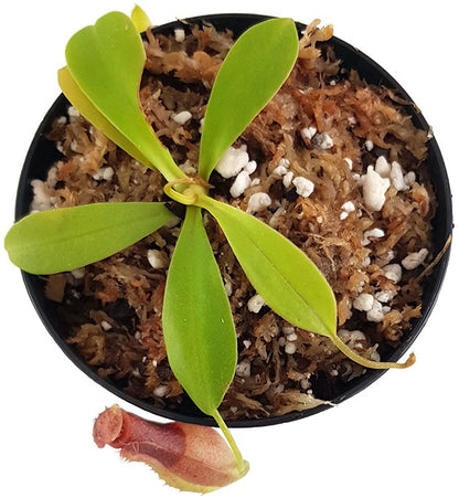 Nepenthes spathulata x flava BE-4048