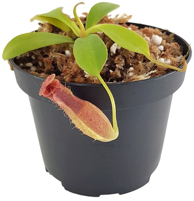 Nepenthes spathulata x flava BE-4048