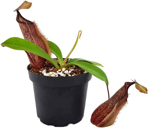 Nepenthes spathulata x hamata BE-3712