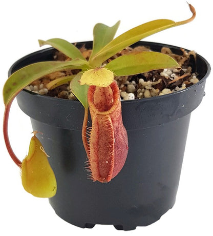 Nepenthes spathulata x hamata (diabolica) BE-3983