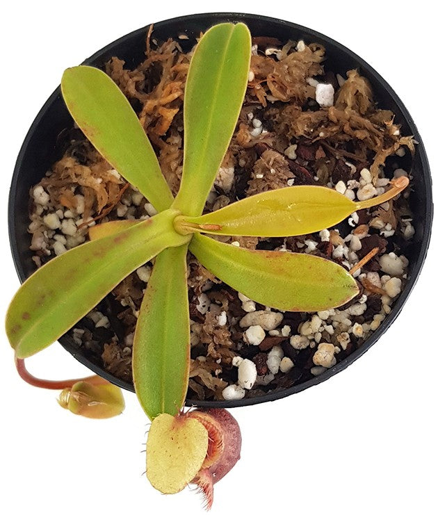 Nepenthes spathulata x hamata (diabolica) BE-3983