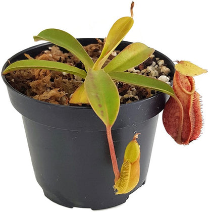 Nepenthes spathulata x hamata (diabolica) BE-3983