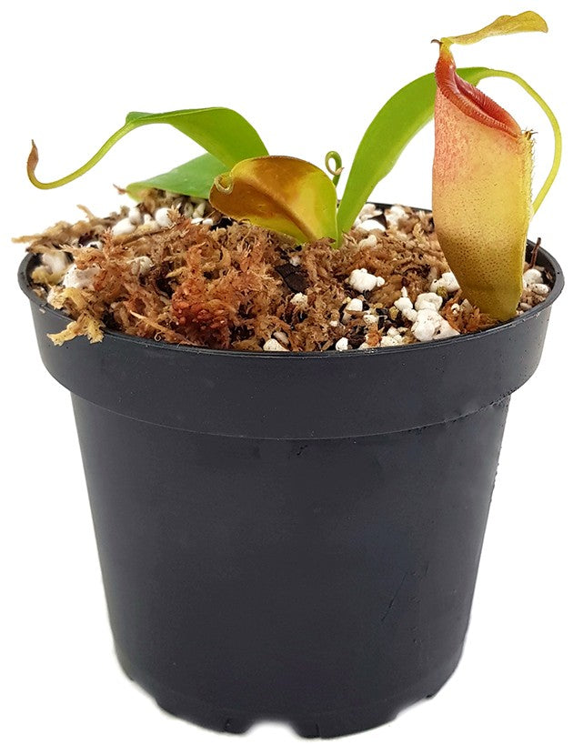 Nepenthes spathulata x jacquelineae BE-3894