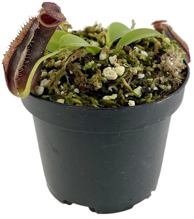 Nepenthes spathulata x lowii BE-4517