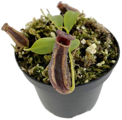 Nepenthes spathulata x lowii BE-4517