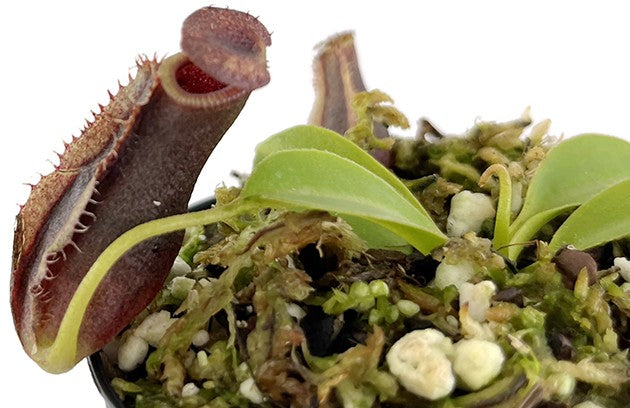 Nepenthes spathulata x lowii BE-4517