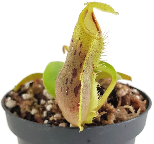 Nepenthes spathulata x platychila BE-3945