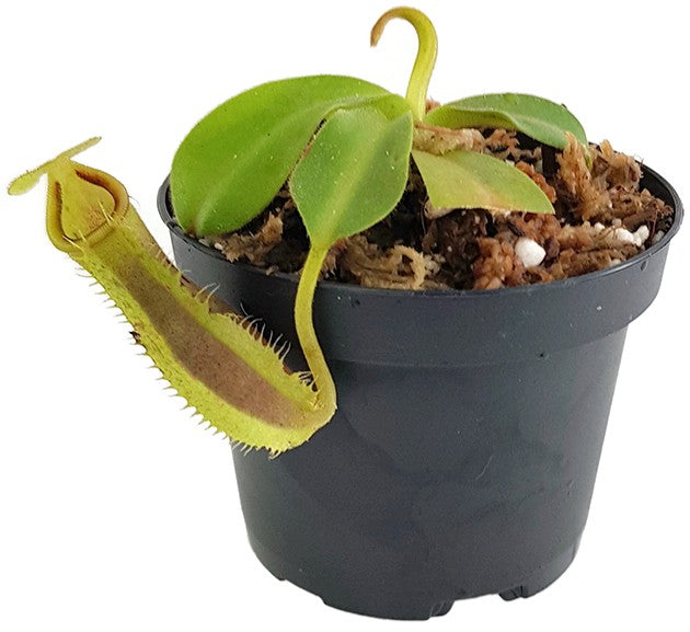 Nepenthes spathulata x platychila BE-3945