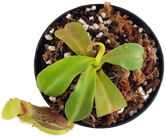 Nepenthes spathulata x platychila BE-3945