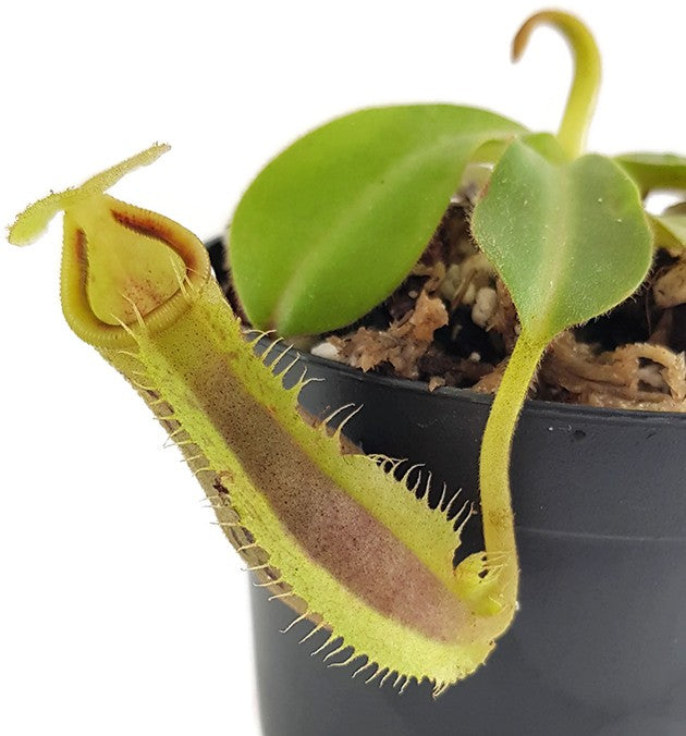 Nepenthes spathulata x platychila BE-3945