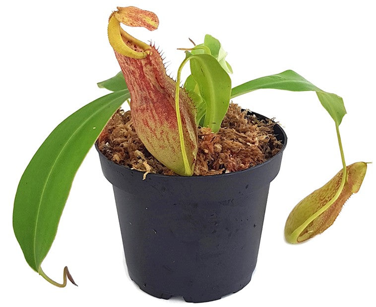 Nepenthes spathulata x spectabilis BE-3314