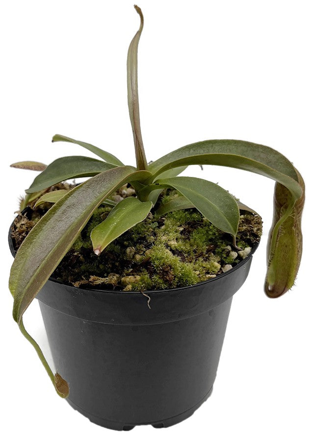 Nepenthes spathulata x spectabilis cv. Helen BE-4528