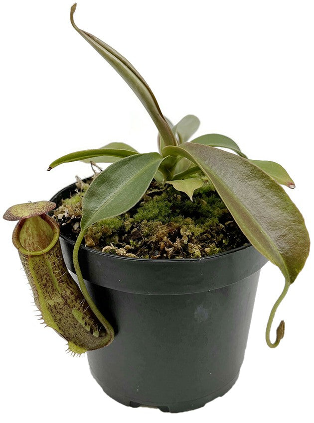 Nepenthes spathulata x spectabilis cv. Helen BE-4528