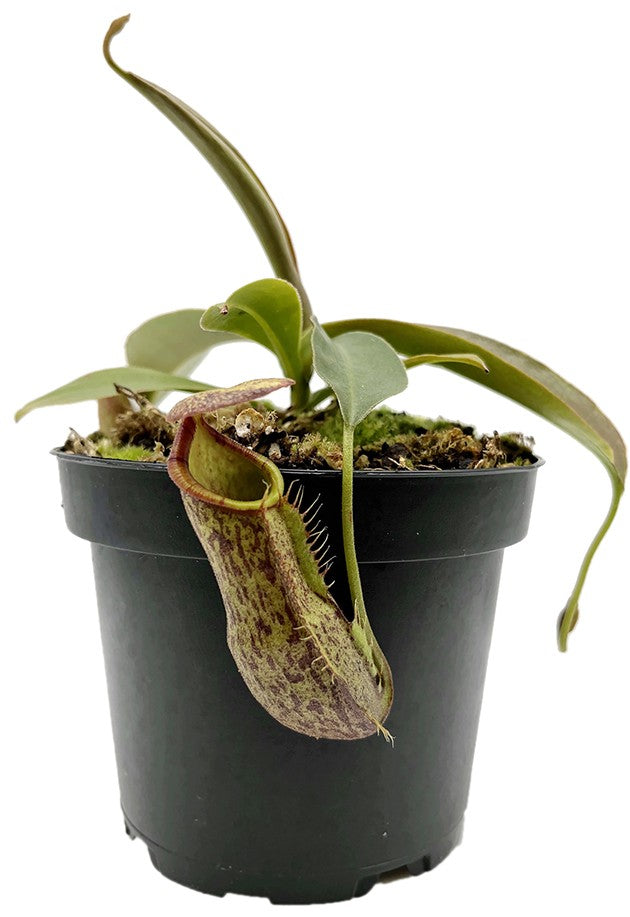 Nepenthes spathulata x spectabilis cv. Helen BE-4528