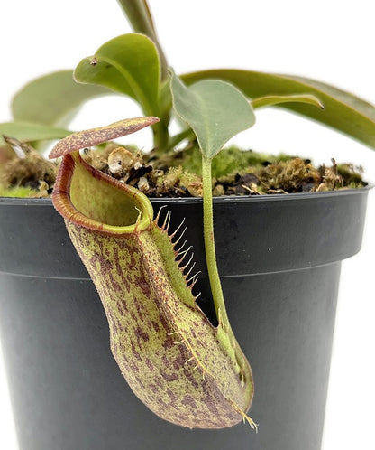 Nepenthes spathulata x spectabilis cv. Helen BE-4528