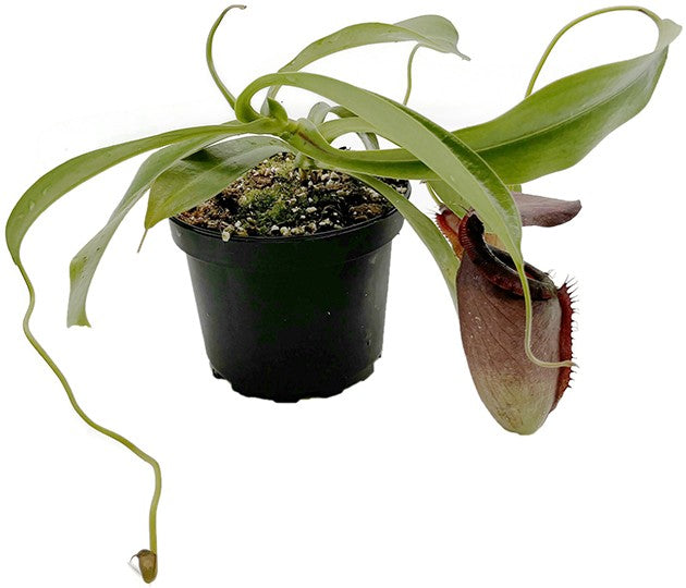 Nepenthes spathulata x tenuis BE-3981