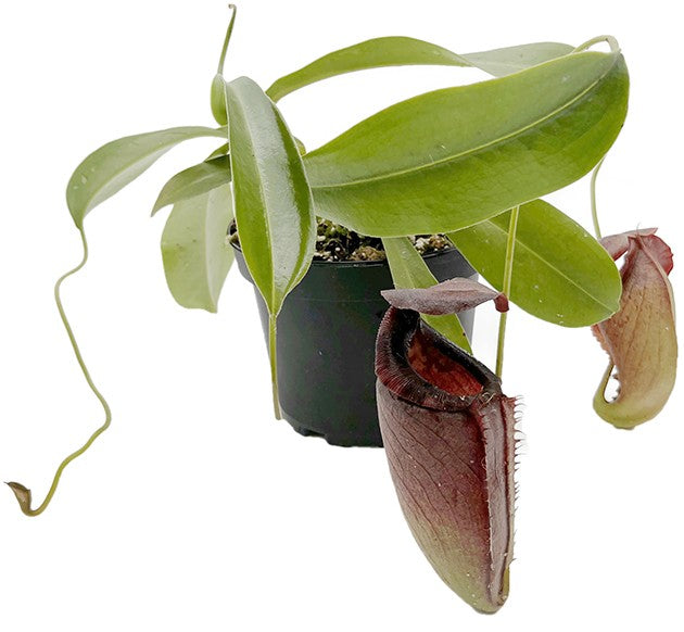 Nepenthes spathulata x tenuis BE-3981 - XL Showpiece