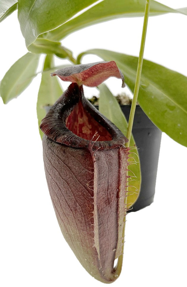 Nepenthes spathulata x tenuis BE-3981 - XL Showpiece