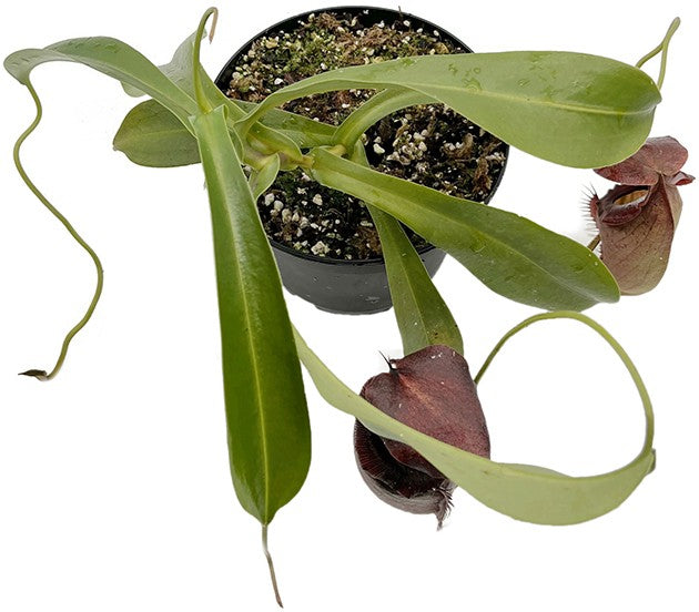 Nepenthes spathulata x tenuis BE-3981