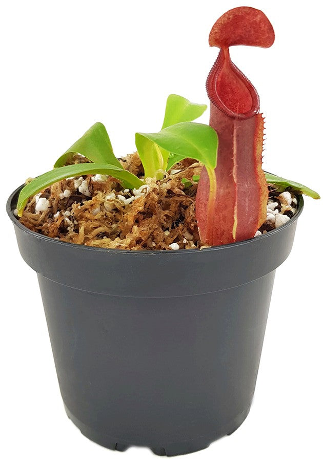 Nepenthes spathulata x tobaica BE-3794