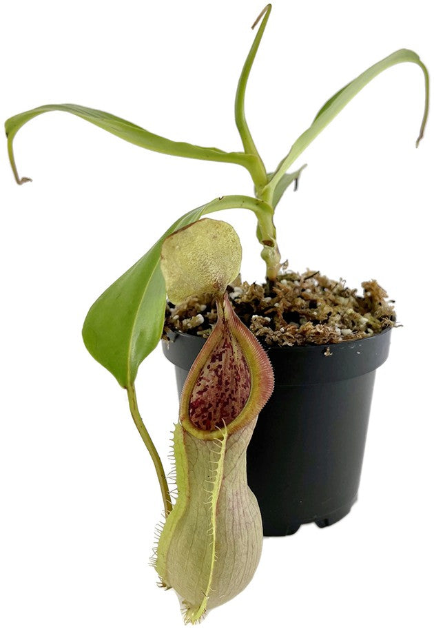 Nepenthes spathulata x tobaica BE-3903 yellow clone