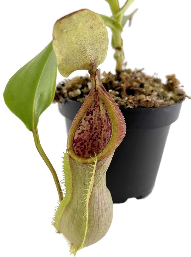 Nepenthes spathulata x tobaica BE-3903 yellow clone