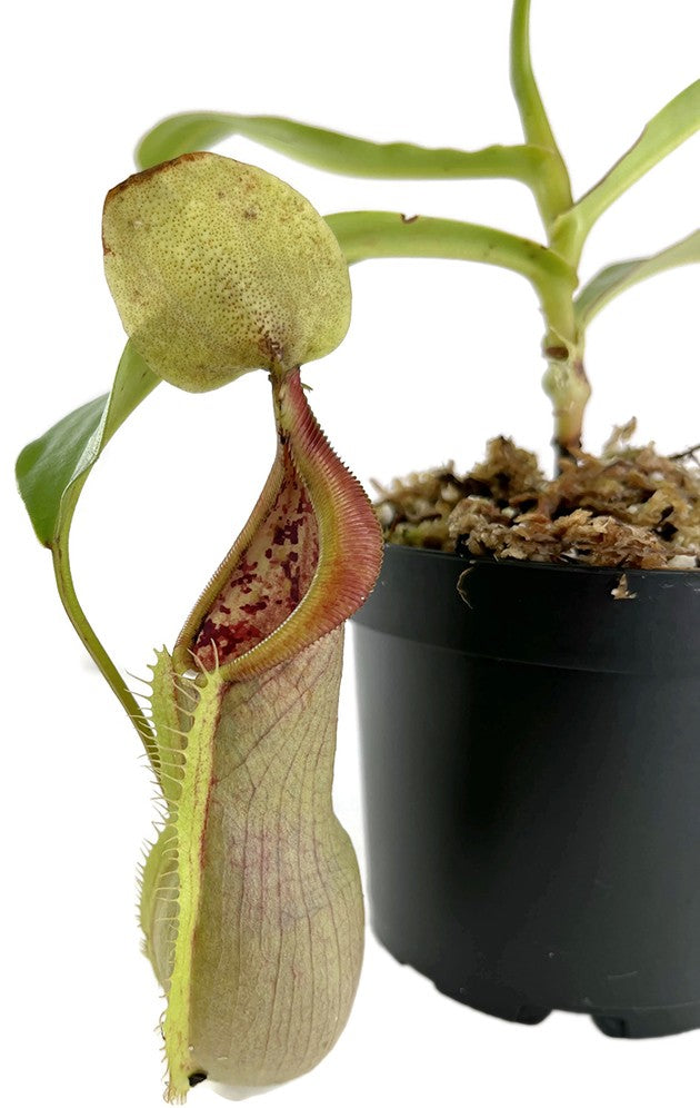 Nepenthes spathulata x tobaica BE-3903 yellow clone