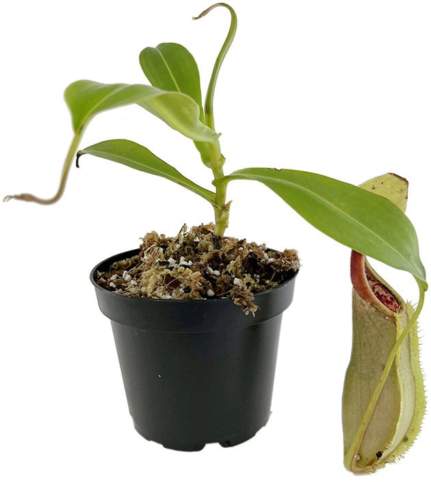 Nepenthes spathulata x tobaica BE-3903 yellow clone