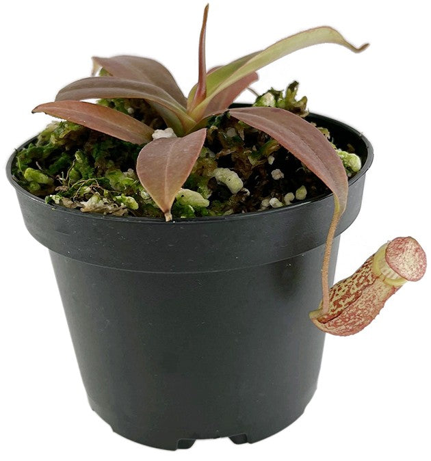 Nepenthes spectabilis Perkinson Giant BE-3322