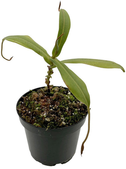 Nepenthes spectabilis x hamata BE-3871