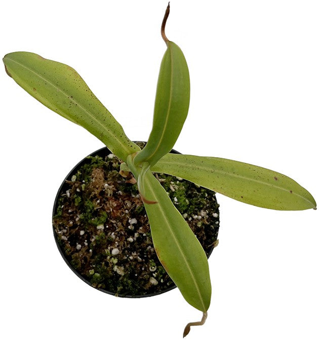 Nepenthes spectabilis x hamata BE-3871