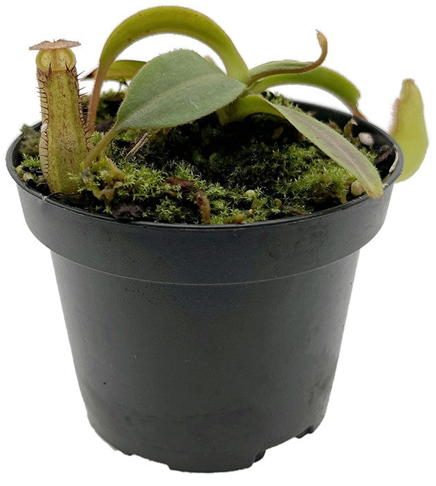 Nepenthes spectabilis x klossii BE-4533