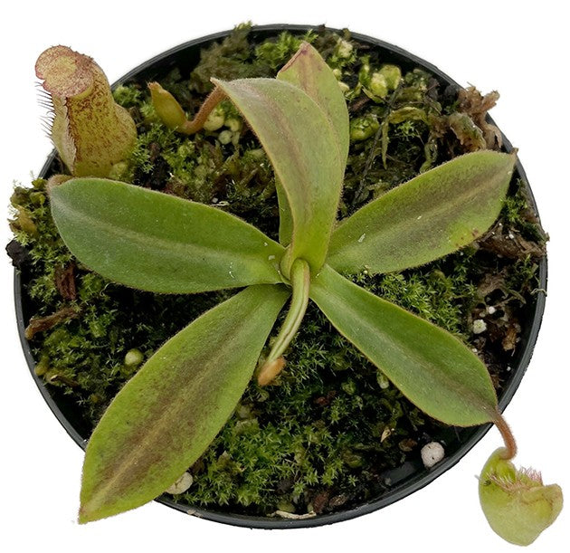 Nepenthes spectabilis x klossii BE-4533