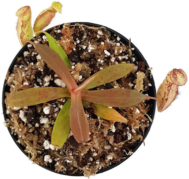 Nepenthes spectabilis x mira BE-3181