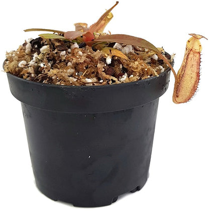 Nepenthes spectabilis x mira BE-3181