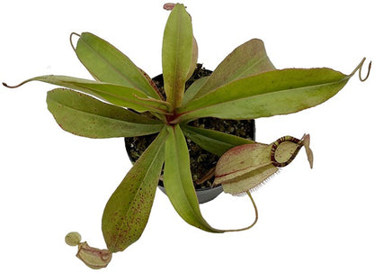 Nepenthes spectabilis x mirabilis var. globosa BE-4523