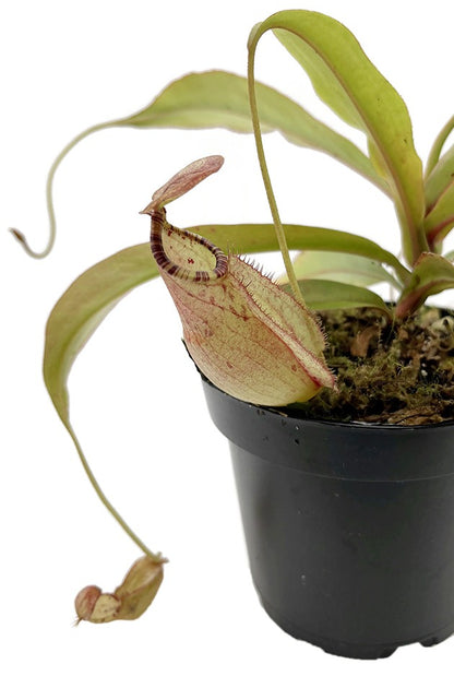 Nepenthes spectabilis x mirabilis var. globosa BE-4523