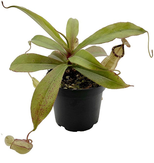 Nepenthes spectabilis x mirabilis var. globosa BE-4523