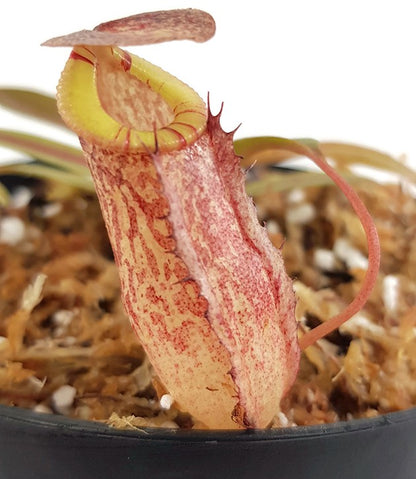 Nepenthes spectabilis x tenuis BE-3884