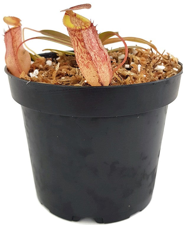 Nepenthes spectabilis x tenuis BE-3884