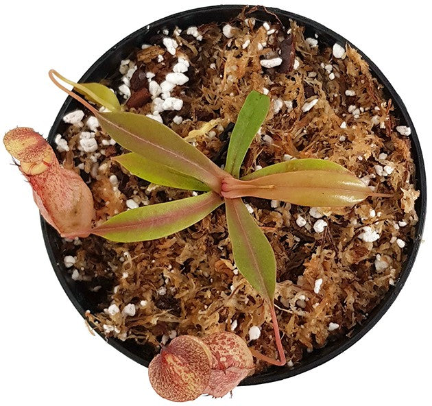 Nepenthes spectabilis x tenuis BE-3884