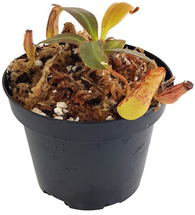 Nepenthes stenophylla BE-3905
