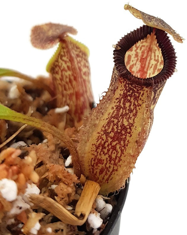 Nepenthes talangensis x hamata BE-4003