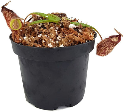 Nepenthes talangensis x hamata BE-4003